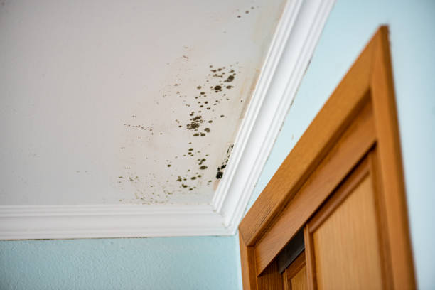 Best Certified Mold Removal  in Strasburg, CO