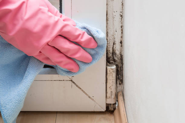 Best Black Mold Removal  in Strasburg, CO