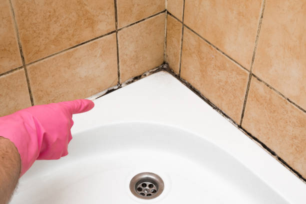 Professional Mold Removal in Strasburg, CO